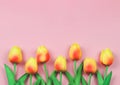 Flat lay of yellow red  tulip flowers on pink background with copy space for text. Feminine concept Royalty Free Stock Photo