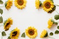 Flat lay of yellow sunflower flowers on a white background Royalty Free Stock Photo