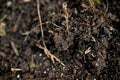 Flat layout shot of a soil wih dead plants and a few pieces of wood. Ready for agriculture. Black ground with mold