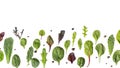Flat layout of a variety of fresh leaves of green salad Royalty Free Stock Photo
