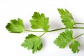 Flat-leaf italian parsley herb Royalty Free Stock Photo