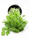 Flat leaf parsley Royalty Free Stock Photo
