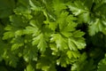 Flat Leaf Parsley Royalty Free Stock Photo