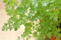 Flat leaf parsley