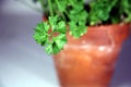 Flat leaf parsley close up in a terracotta pot Royalty Free Stock Photo