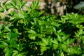 Flat leaf parsley plant.