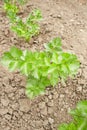 Flat-leaved parsley. Petroselinum crispum. parsley leaves. Green leaves. Parsley growing in the garden Royalty Free Stock Photo