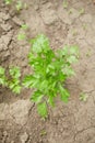 Flat-leaved parsley. Petroselinum crispum. parsley leaves. Green leaves. Parsley growing in the garden Royalty Free Stock Photo