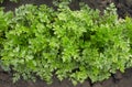 Flat-leaved parsley. Petroselinum crispum. parsley leaves. Green leaves. Royalty Free Stock Photo