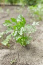 Flat-leaved parsley. Petroselinum crispum. parsley leaves. Royalty Free Stock Photo