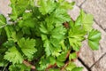 Flat-leaved Parsley in a pot