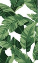 Flat line vector and illustration, pattern banana tree and leaves that it is a tropical plant on white background. Royalty Free Stock Photo