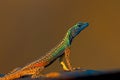 Flat Lizard Royalty Free Stock Photo
