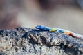 Flat Lizards, Augrabies National Park Royalty Free Stock Photo