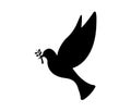 Dove of peace on white