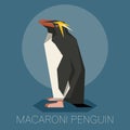 Flat Macaroni penguin