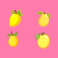 Flat mango fruit vector illustration fresh summer tropical food graphic Royalty Free Stock Photo