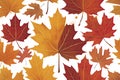 A flat maple leaf with vibrant autumn colors