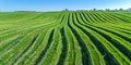 Flat meadows, where hay is collected in a stack, creating a pattern on a smooth green su Royalty Free Stock Photo