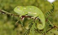 Flat-necked chameleon Royalty Free Stock Photo