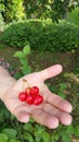 Flat open hand of man with small cluster of cherries on stalks in palm