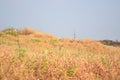 A Flat Open Land With Yellow Grass