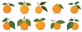 Flat orange fruit set, vector illustration design template elements, santra or naranga fruit collection