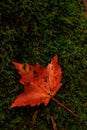 Flat Orange Leaf Rests on Moss