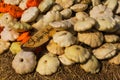 Flat orange and white Pumpkin