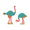 Flat Ostriches Illustration