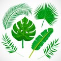 Flat palm leaves set. Tropical plants icons collection. Banana, monstera, palmetto, coconut leaf isolated on white background. Bot Royalty Free Stock Photo