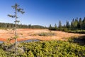 Peat bog Royalty Free Stock Photo