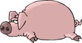 Flat Pig