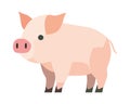 flat pig illustration Royalty Free Stock Photo