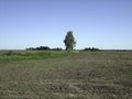 A flat plowed field with fertile soil-chernozem. In the distance, individual trees are visible on the horizon Royalty Free Stock Photo