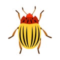 Flat Potato Beetle