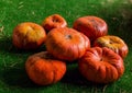 Flat pumpkin smooth close-up. Vintage autumn background basis of orange fruit on green