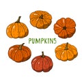 Flat pumpkins set,Halloween decorations.Hand-drawn Thanksgiving gourds collection,vegetarian food,proper nutrition,healthy diet.