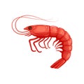 Flat red shrimp isolated on white background - vector illustration. Prawn icon logo, seafood, template for restaurant