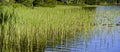 Flat riparian zone of a swedish lake