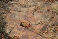 FLAT ROCK WITH DRY GRASS AND VEGETATION