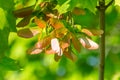 Flat samara, maple key. Acer seeds on the branch