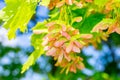 Flat samara, maple key. Acer seeds on the branch in spring