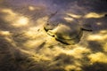 Flat sea fish flounder in the sand and in the flicker of light