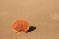 Flat sea shell on the sand Royalty Free Stock Photo