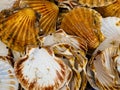 Flat Sea shells on the sea shore