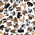 Flat seamless pattern pedigree dogs