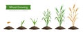 Flat set of icons showing six stages of wheat growth from seed to ripe ear isolated illustration