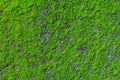 Flat Shot of green moss grows on a concrete Wall