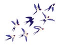 Flat small swallow bird flock flying in air. Cartoon group of barn swallows freedom flight in sky. Peaceful vector